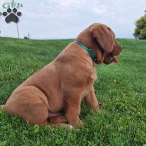 Bingo, Fox Red Labrador Retriever Puppy